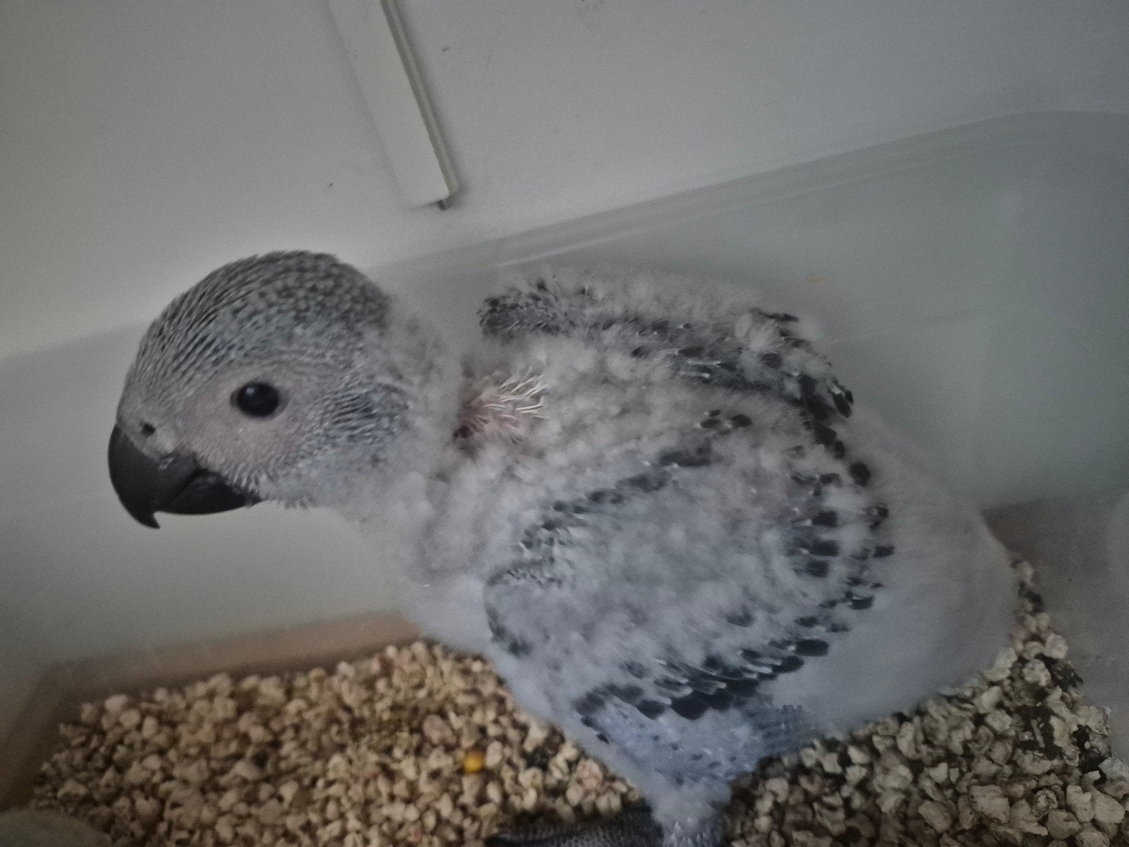 Grijzeroodstaart papegaai, Dieren en Toebehoren, Papegaai, Geringd