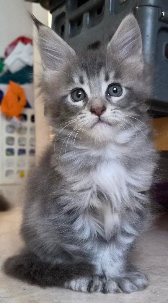 Maine Coon-kittens geboren in Brussel 01.07.2026, Dieren en Toebehoren, Kater, Met stamboom, 0 tot 2 jaar