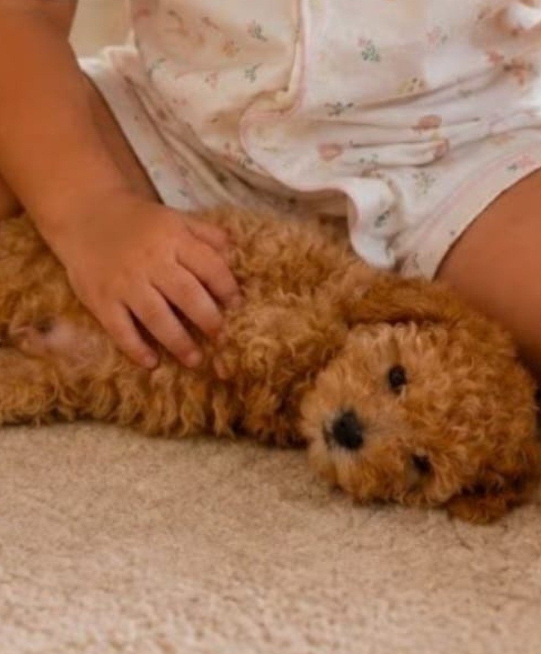 chiots caniches, Animaux & Accessoires, Caniche, 8 à 15 semaines, Plusieurs, Éleveur | Loisir