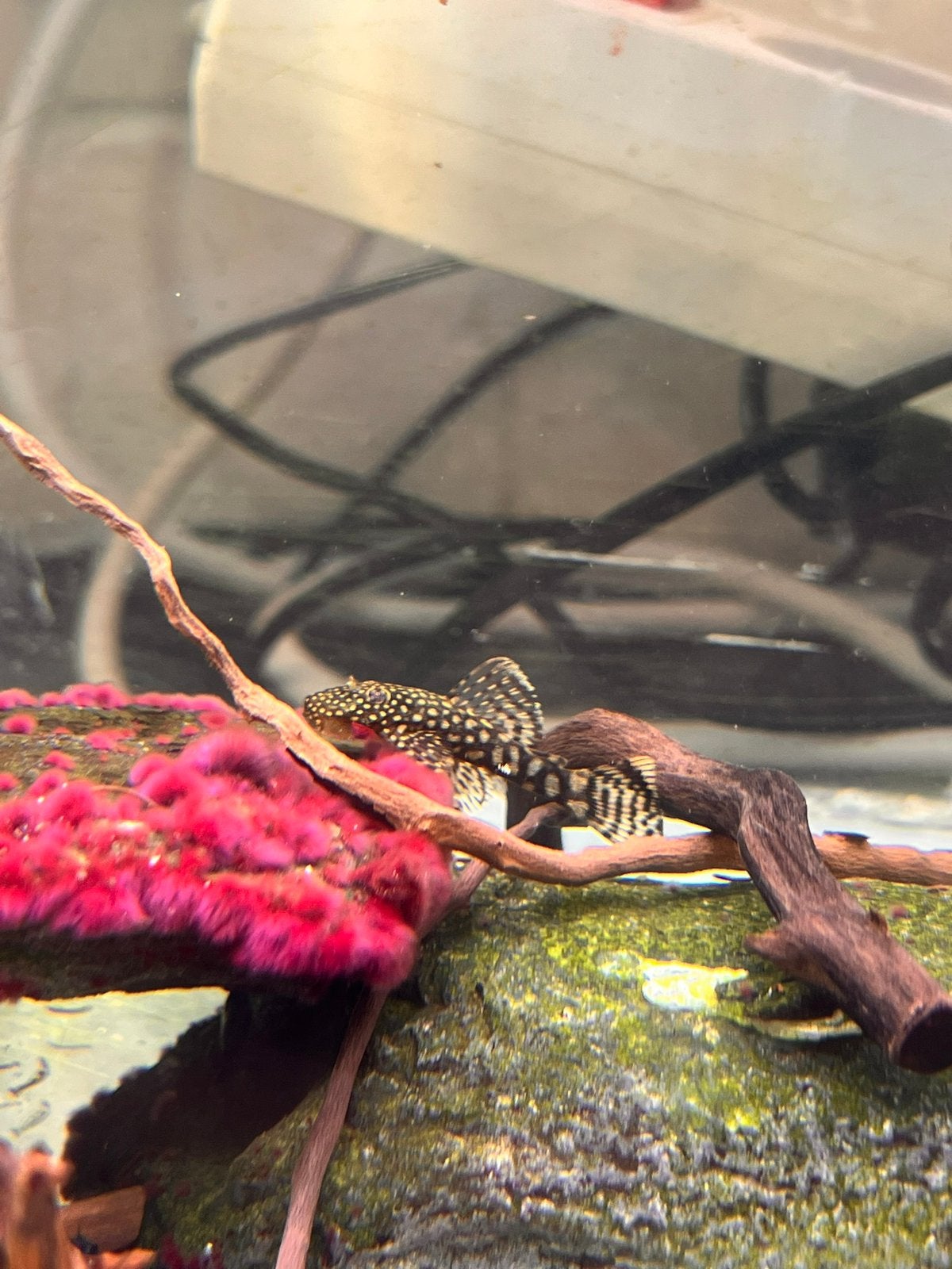 Verschillende soorten vissen, Animaux & Accessoires, Poissons | Poissons d'aquarium, Poisson, Poisson d'eau douce