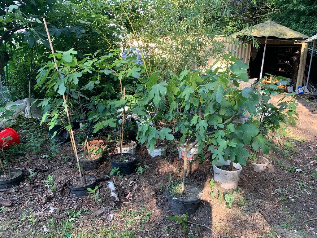 vijgenbomen Ficus Carica Brown Turkey, Enlèvement, En pot