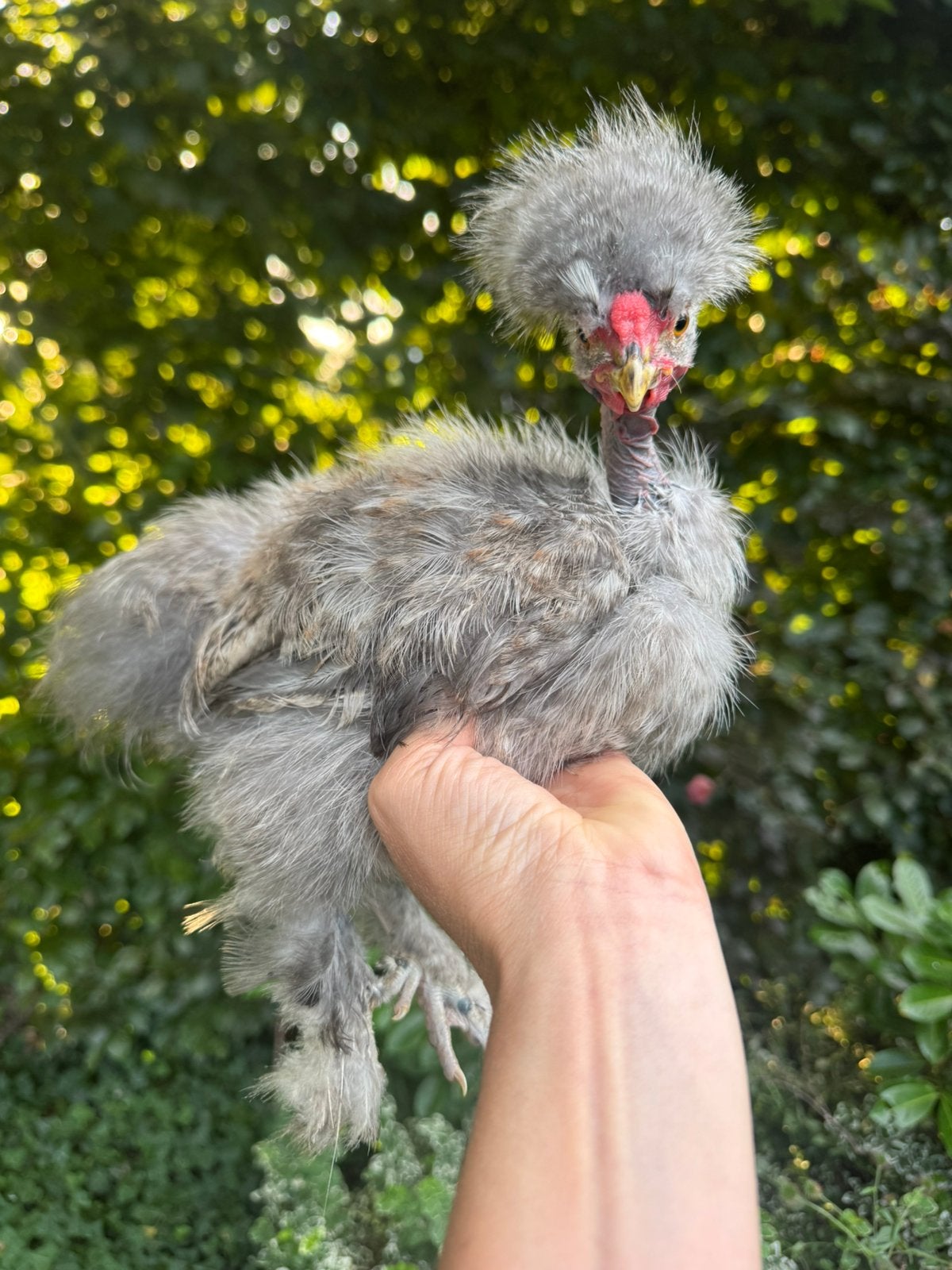 Jong showgirl haantje usa zijdehoen, Dieren en Toebehoren, Mannelijk, Kip