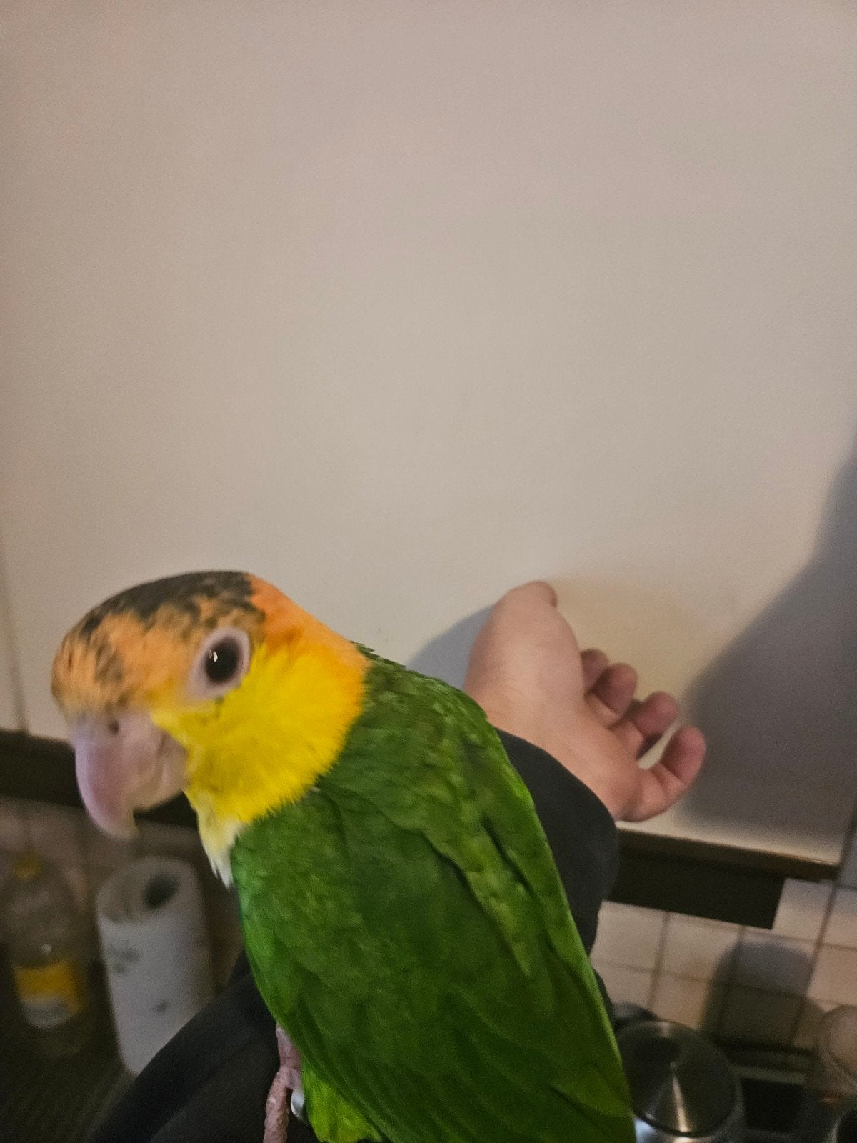 handtamme  groendij  caique, Dieren en Toebehoren, Geslacht onbekend, Papegaai, Tam