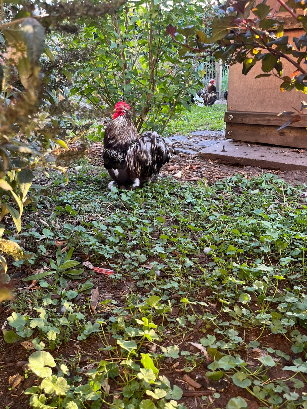 3 hanen af te halen, Dieren en Toebehoren, Pluimvee, Mannelijk, Kip