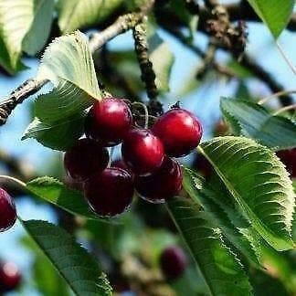 Kersenbomen Ruim Op Voorraad bij BetuweBomen, Handtassen en Accessoires, Edelstenen, Ophalen of Verzenden