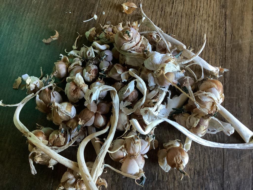 Bulbilles rocamboles et semences pavots, Envoi