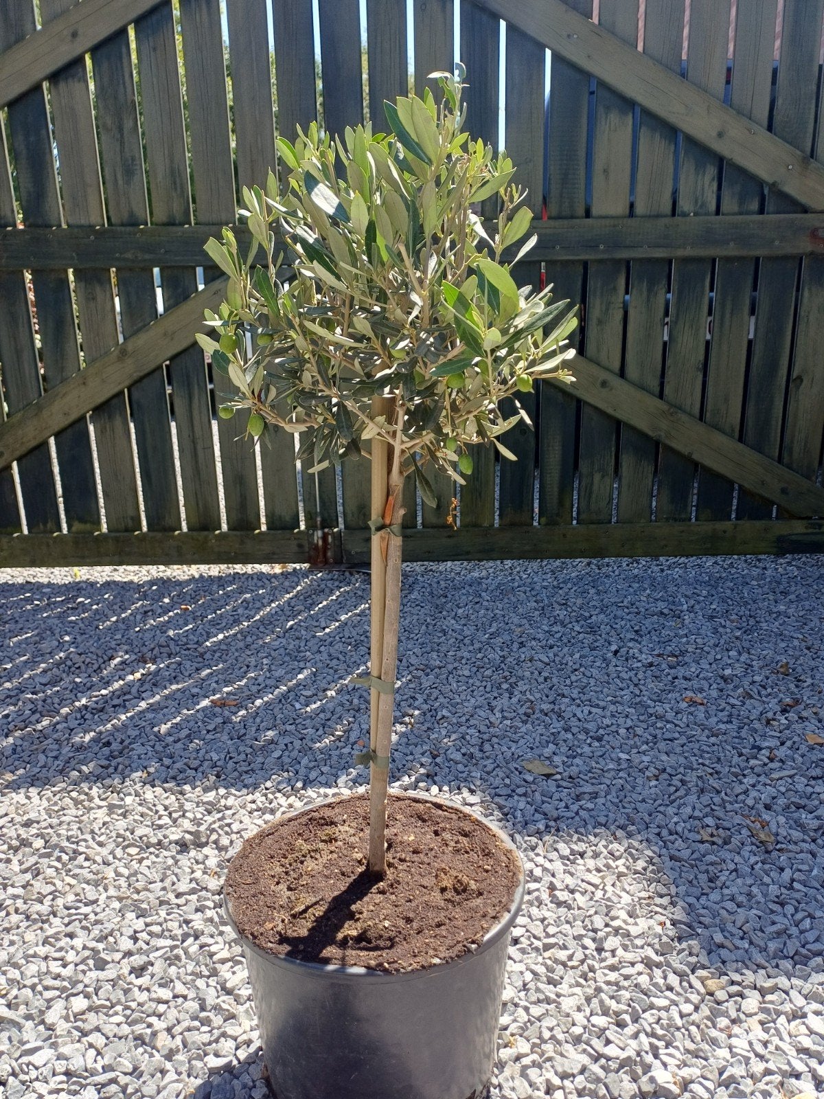Olijf boompjes "olea europaea" groene' 60cm hoog 25€, Ophalen