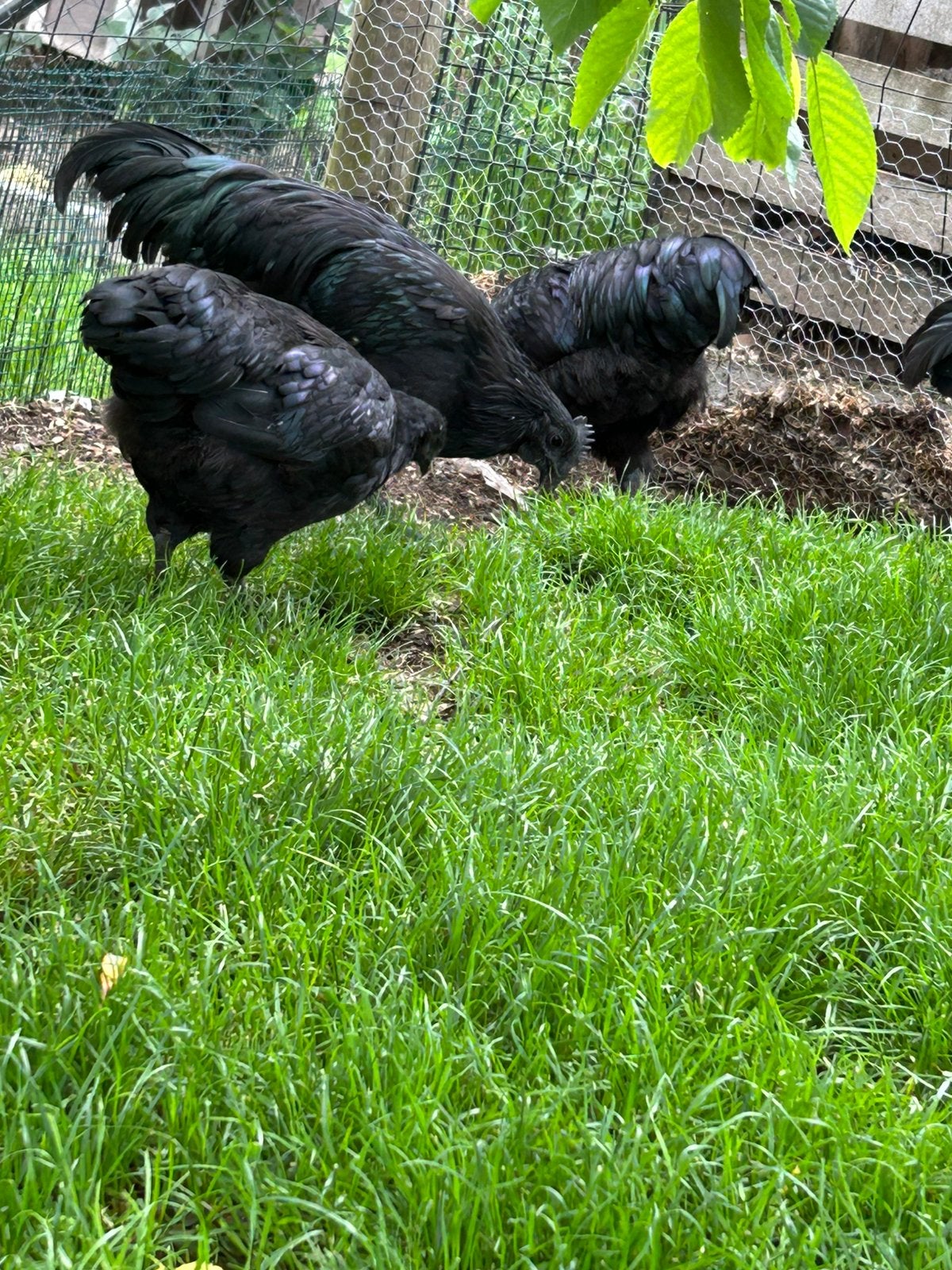 Mooie ayam cemani hanen te koop, Mannelijk, Kip