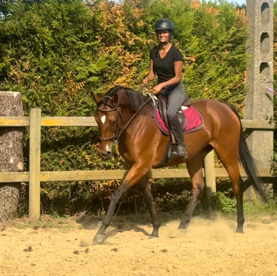 Brave super lieve allround merrie, Dieren en Toebehoren, Merrie