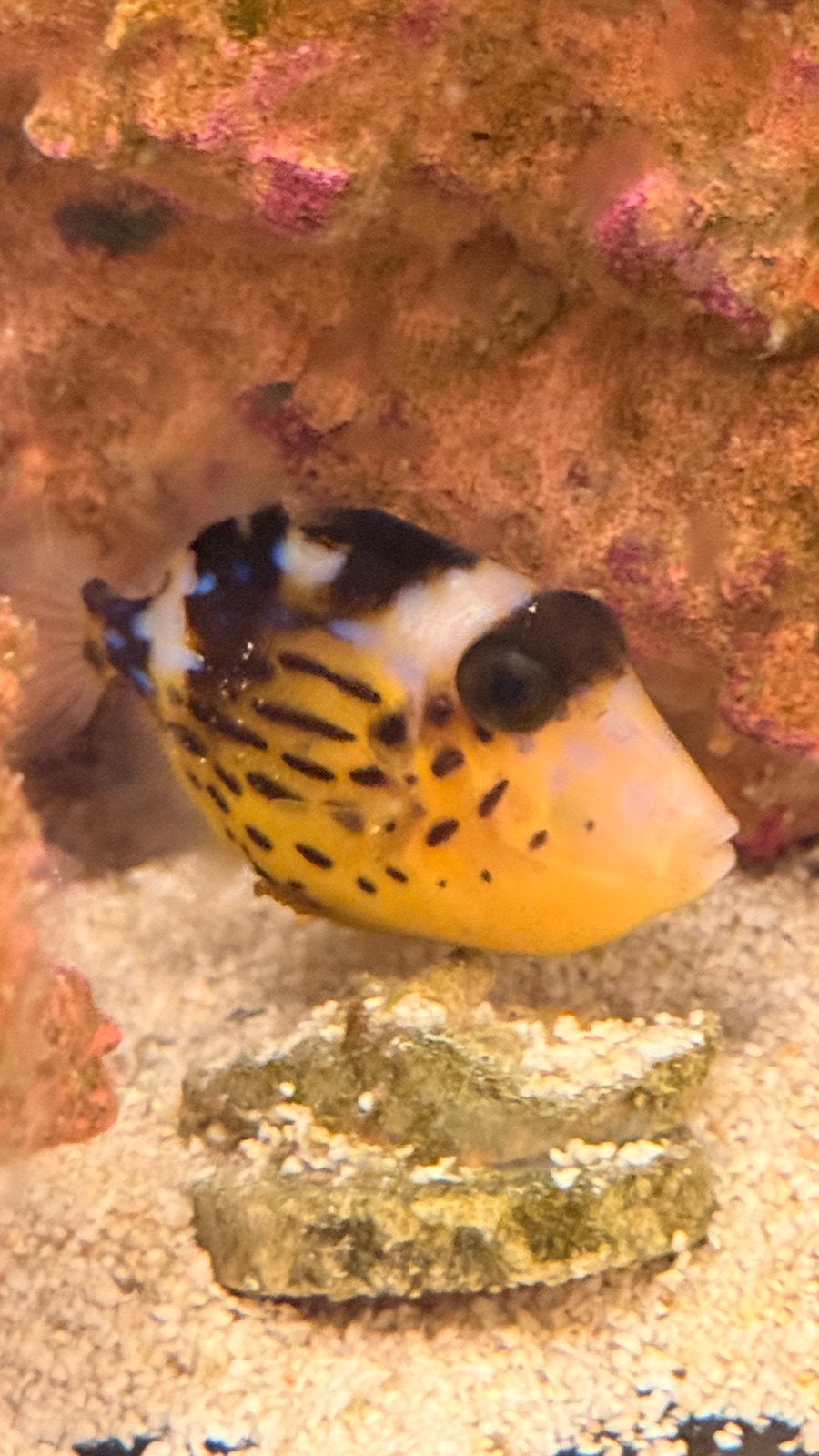 Pseudobalistes Fuscus