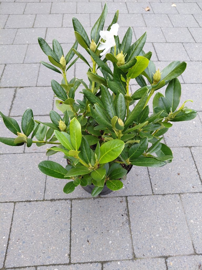 Rhododendron Cunningham's White en soorten, Ophalen, Rhododendron
