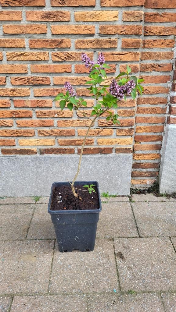Heel mooie sering (Winterhard), Tuin en Terras, Ophalen
