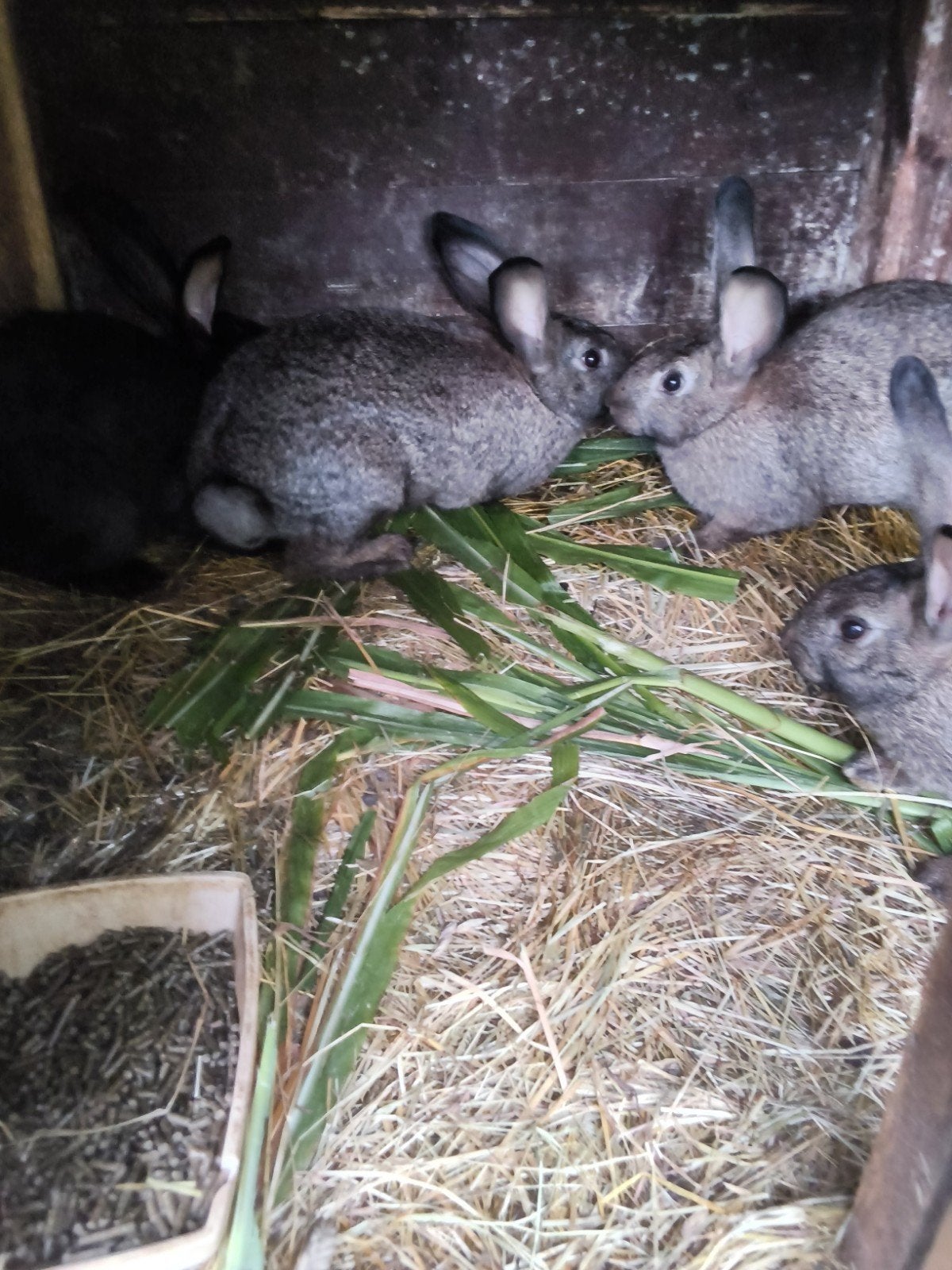 konijnen te koop, Animaux & Accessoires, Lapins