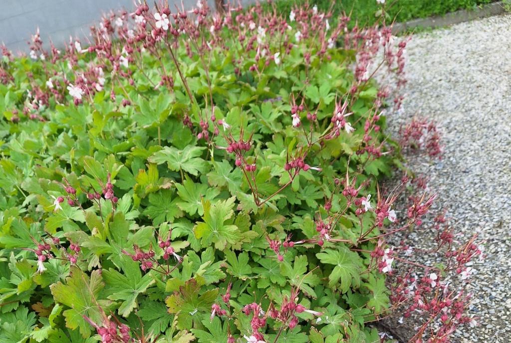 wortelscheuten ooievaarsbek 30ct/st Geranium macrorrhizum, Tuin en Terras, Ophalen, Lente, Vaste plant, Bodembedekkers