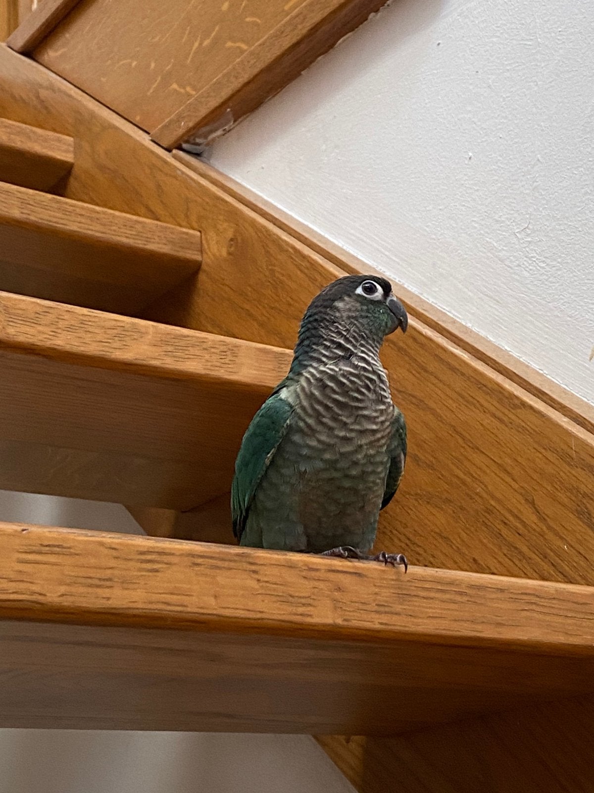 Conure bleu EAM, Dieren en Toebehoren