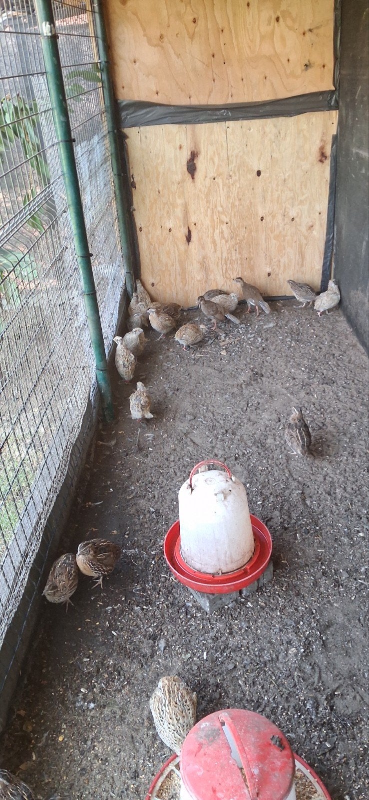 kwartels, Dieren en Toebehoren