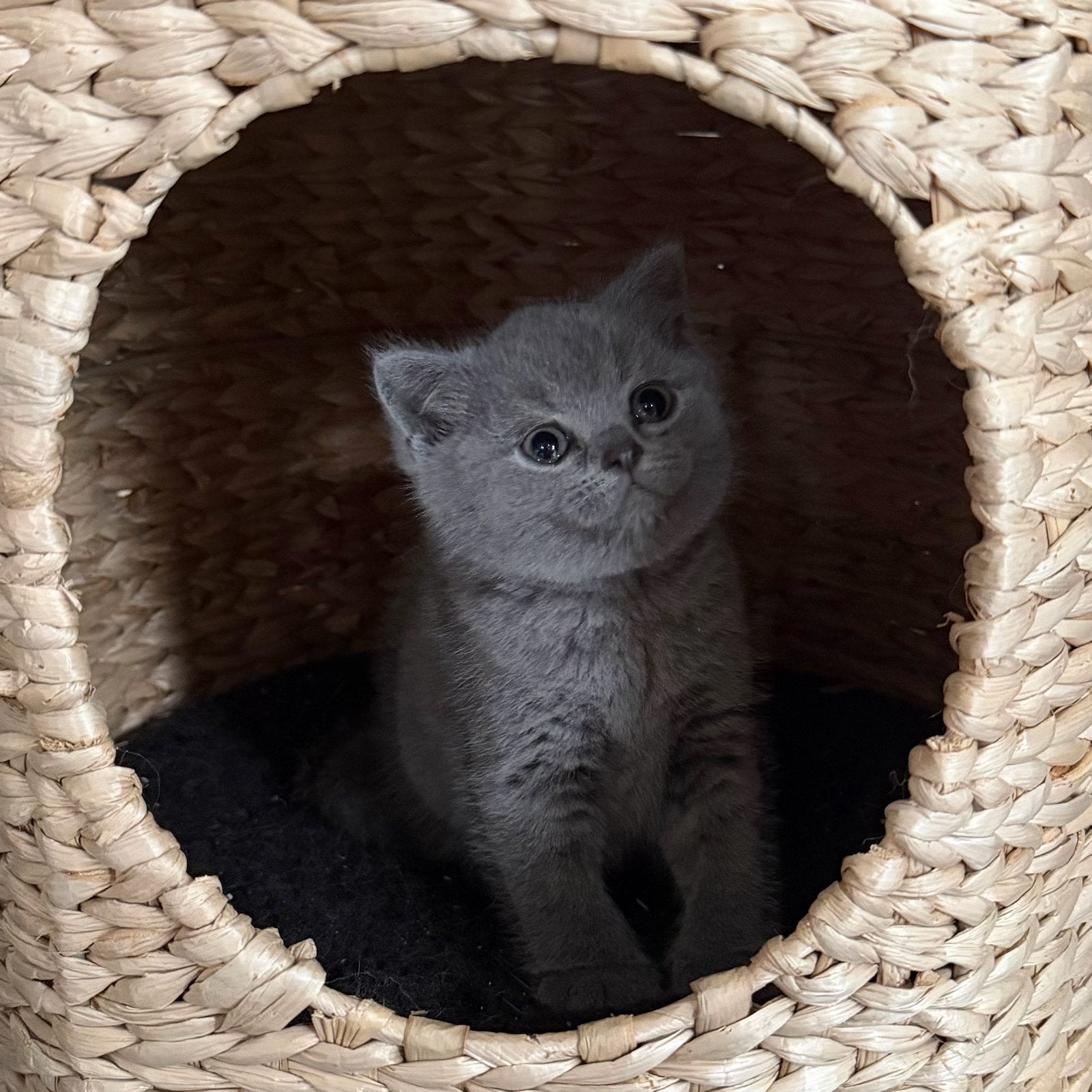 Britse korthaar kittens (laatste kater beschikbaar), Animaux & Accessoires, Chats & Chatons | Chats de race | Poil ras, Plusieurs animaux