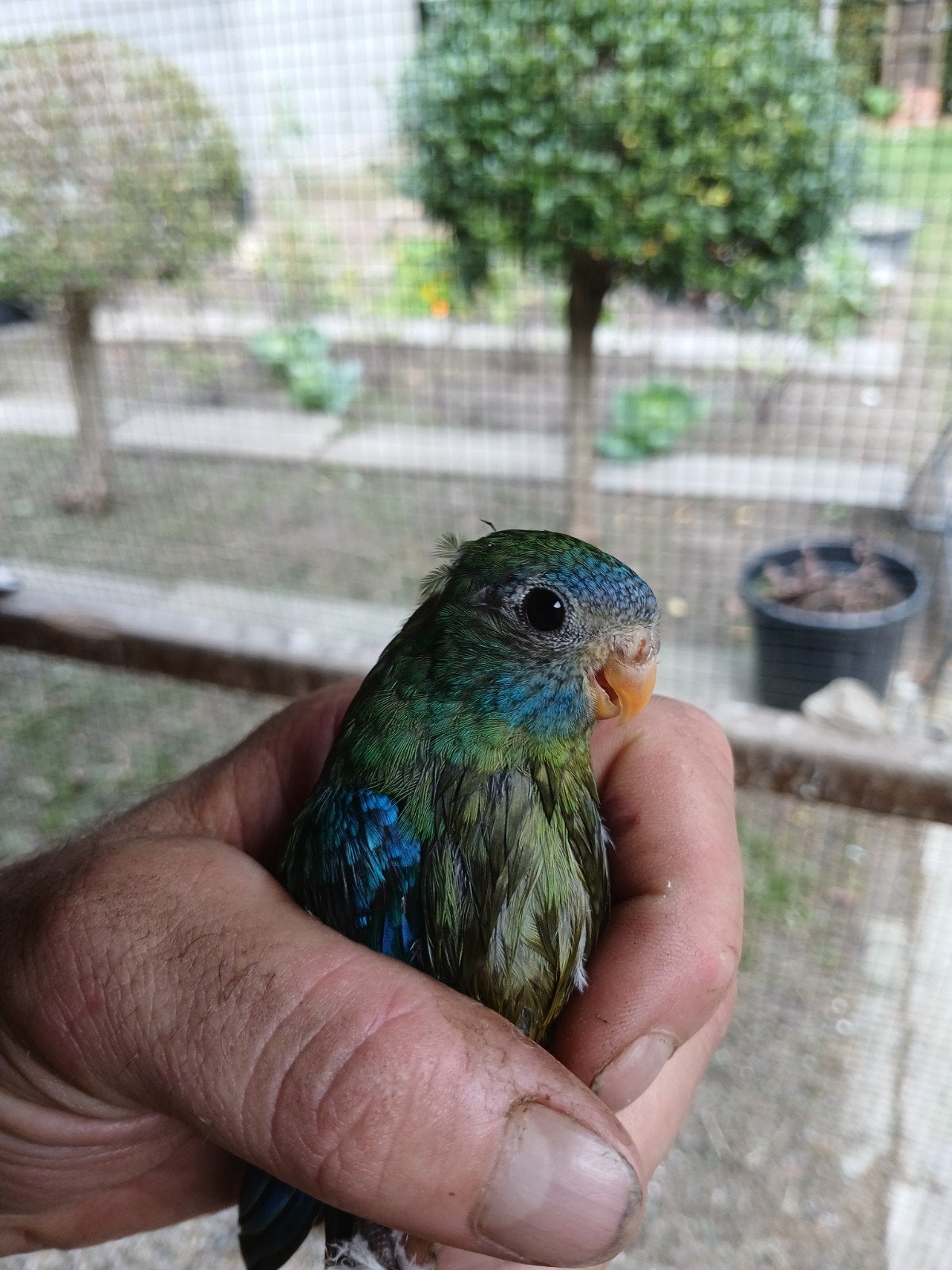 turquoisine parkiet, Dieren en Toebehoren, Parkiet