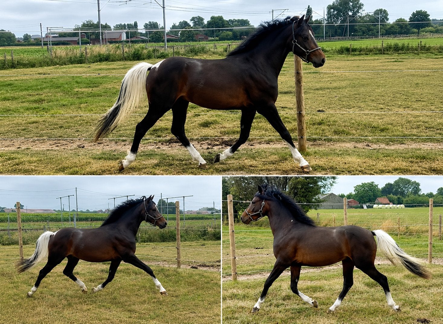 Prachtige 2 jarige bwp pony hengst, Animaux & Accessoires, Chevaux, Étalon