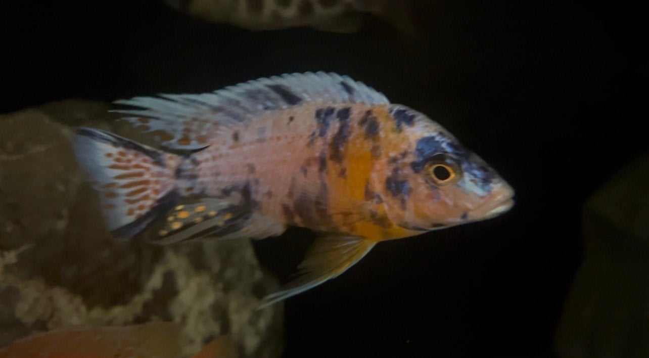 Aulonocara OB (multicolor) hybride, Dieren en Toebehoren, Vissen | Aquariumvissen