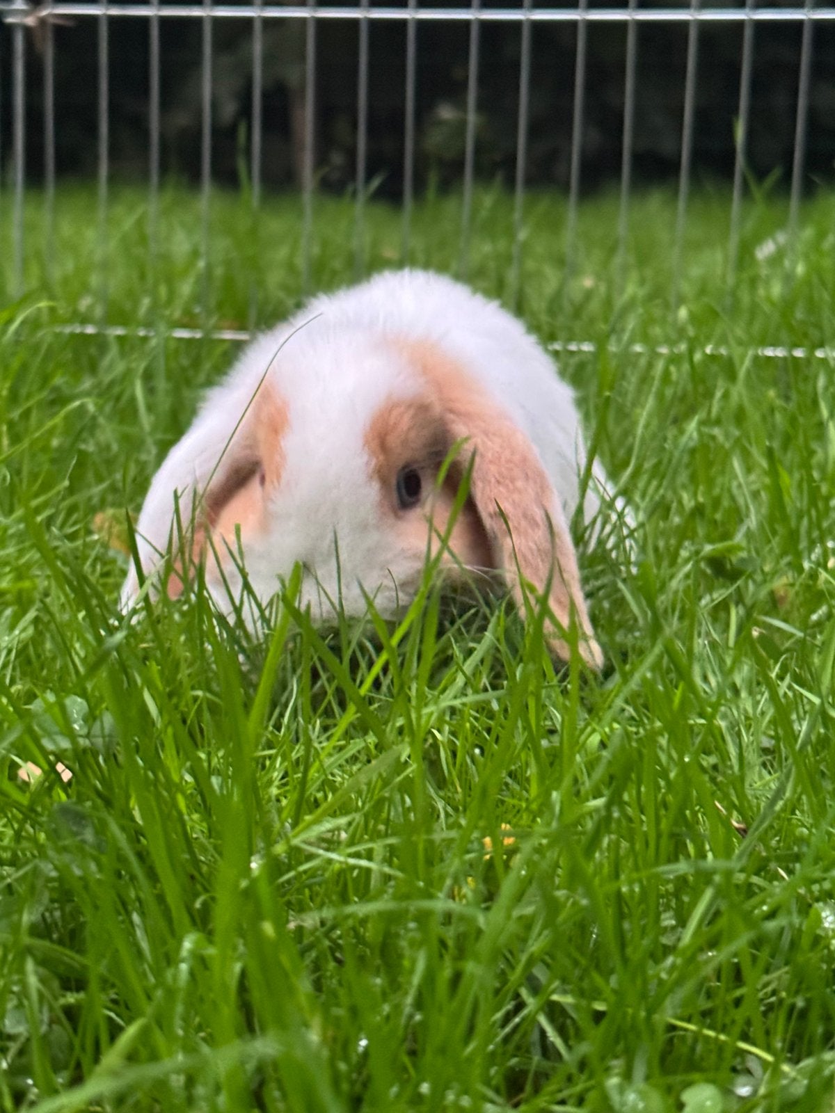 Minilop voedstertje ( blauwe oogjes), Dieren en Toebehoren, Vrouwelijk, Klein, Hangoor, 0 tot 2 jaar