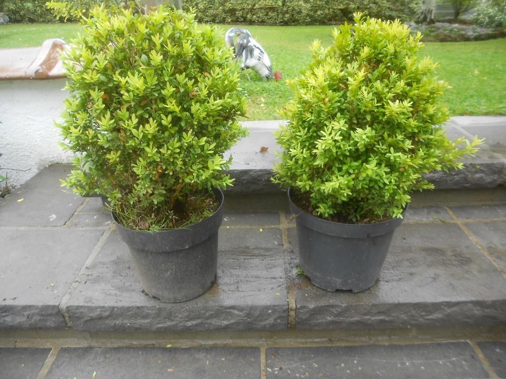 Buxuspotten (2), Tuin en Terras, Ophalen, Buxus