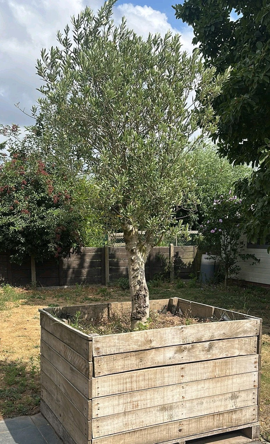 olijf boom, Jardin & Terrasse, Enlèvement