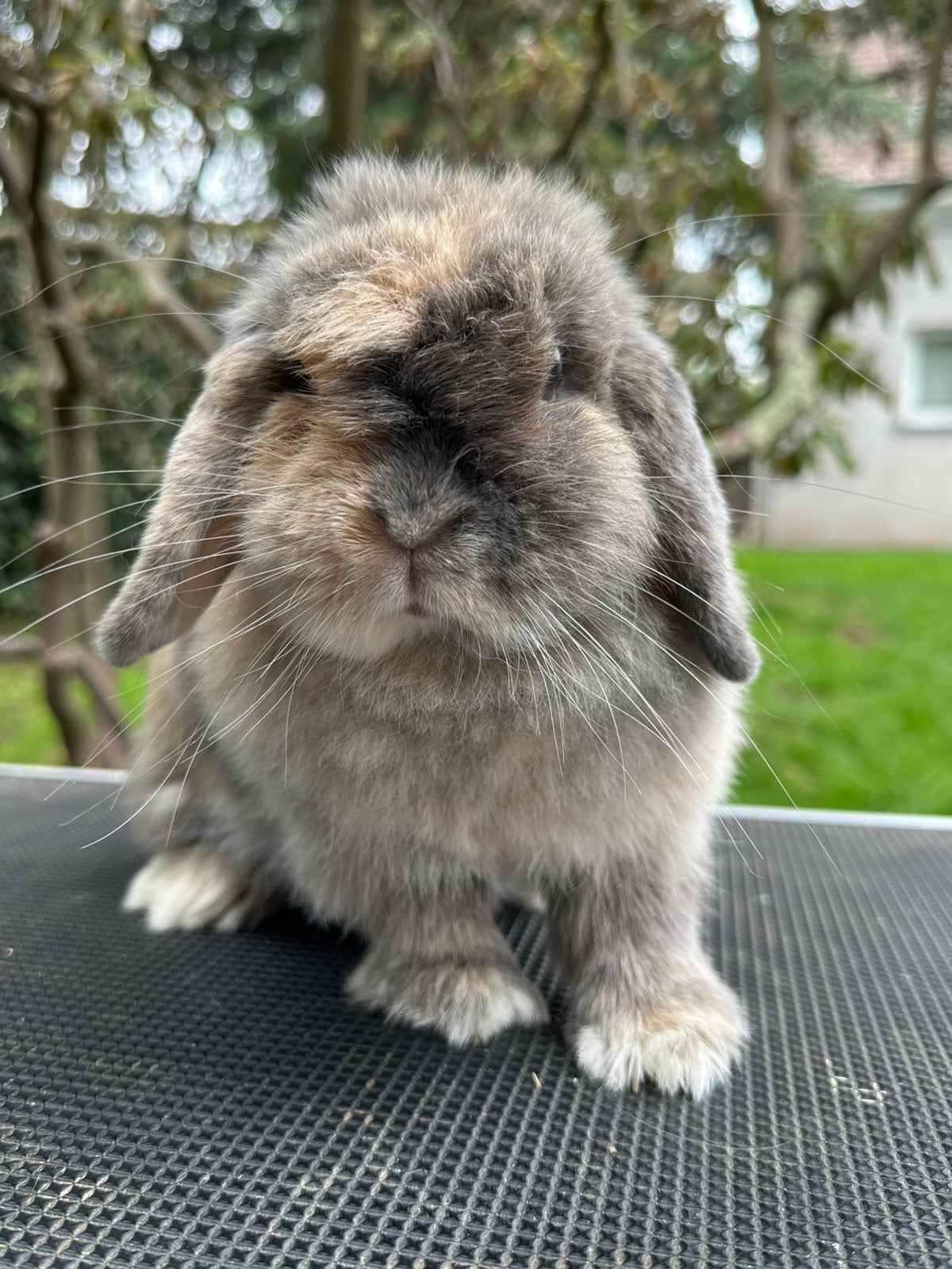 Minilop voedstertje 1,5 j zoekt knuffelthuis, Dieren en Toebehoren