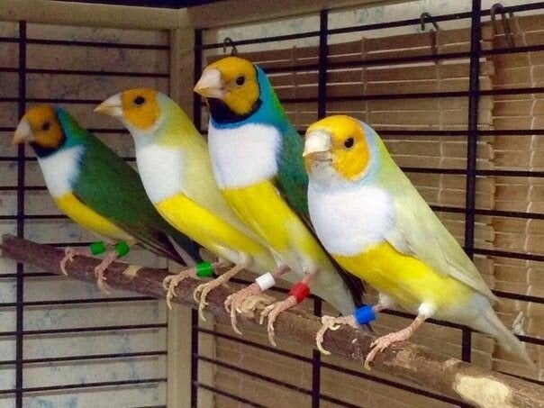 Je cherche une femelle gould diamant jaune, Dieren en Toebehoren, Mannelijk