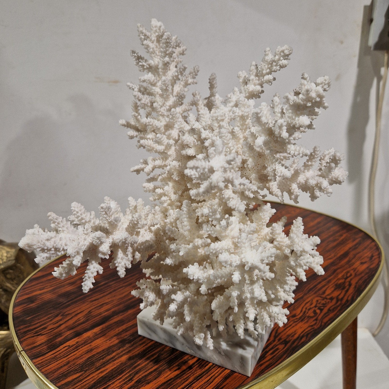 Natuurlijke witte koraalboom , wit koraal , koraalboom xl, Verzamelen, Ophalen of Verzenden