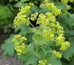 Alchemilla Mollis, Enlèvement, Mi-ombre