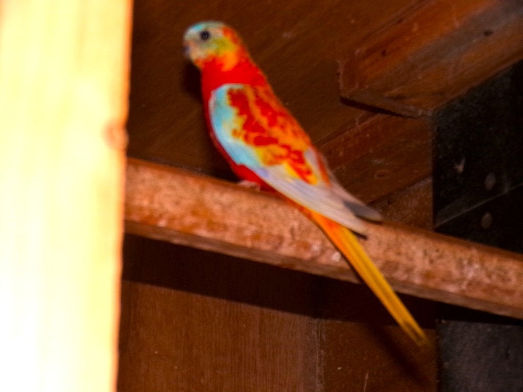 Parkieten Turquoisine, Dieren en Toebehoren, Vogels | Parkieten en Papegaaien, Meerdere dieren, Parkiet, Geringd