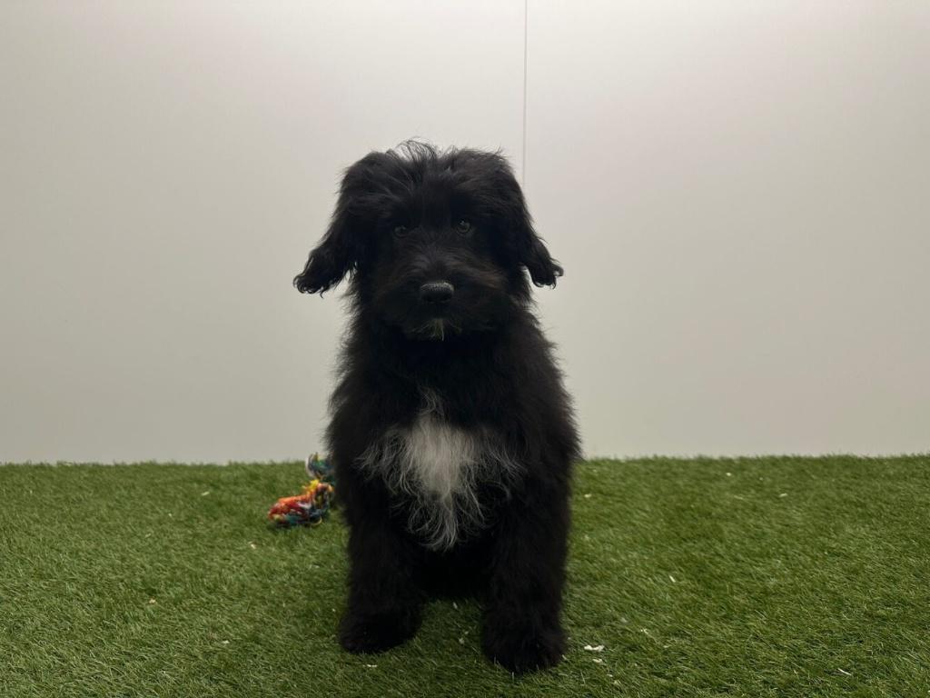 Bordoodle adolescente - Border collie & Caniche, 15 semaines à 1 an, Hépatite contagieuse (maladie de Rubarth), Éleveur | Professionnel