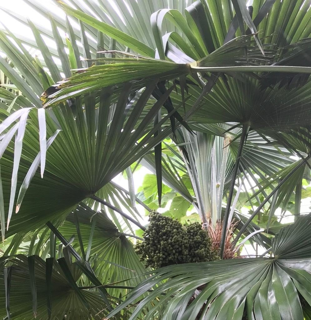 Palmzaden Trachycarpus princeps / nanus / wagnerianus /Naggy, Jardin & Terrasse, Bulbes & Semences, Graine, Toute l'année, Plein soleil