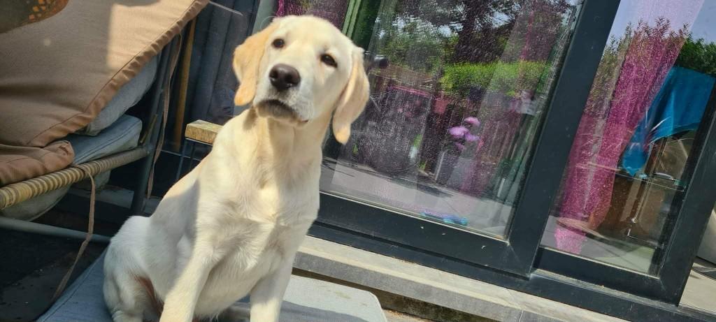 Puppy, België, Particulier, Reu, Labrador retriever