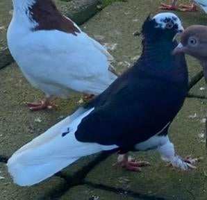 Mooi duiven .. goede kwaliteit