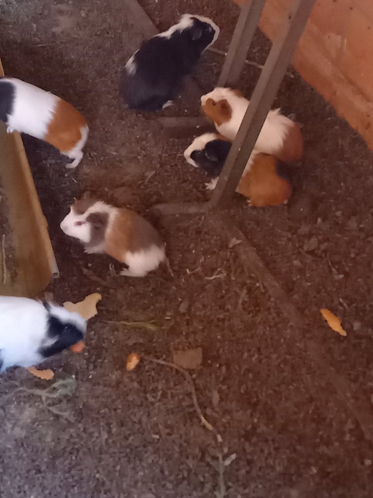 jonge kleurrijke cavia's, Animaux & Accessoires, Rongeurs, Plusieurs animaux, Cobaye, Juin