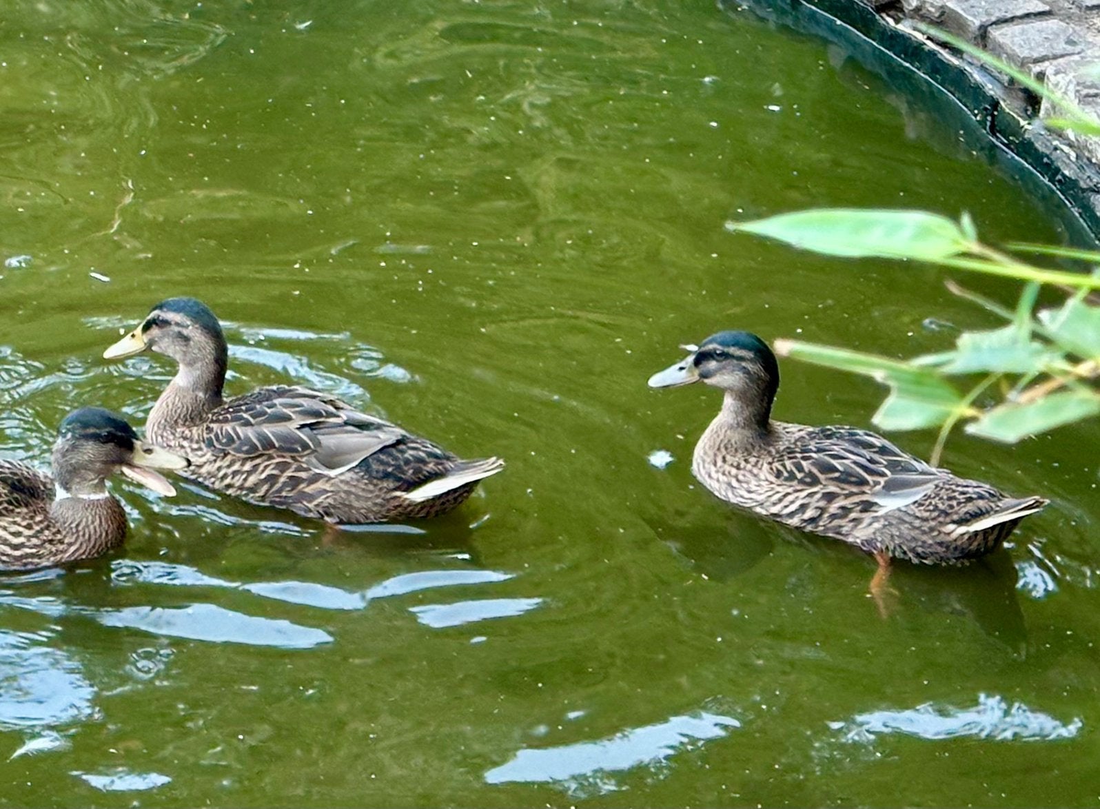 Wilde eend, Dieren en Toebehoren, Pluimvee, Meerdere dieren, Eend