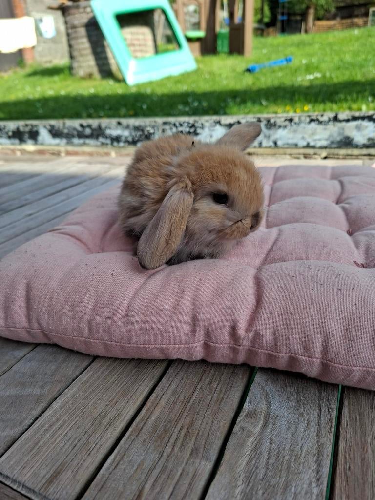 Lapins Minilop femelles, Animaux & Accessoires, Lapins, Petit