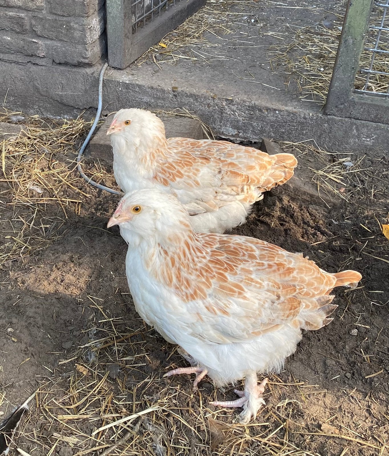 Faverolles hennen, Femelle, Poule ou poulet