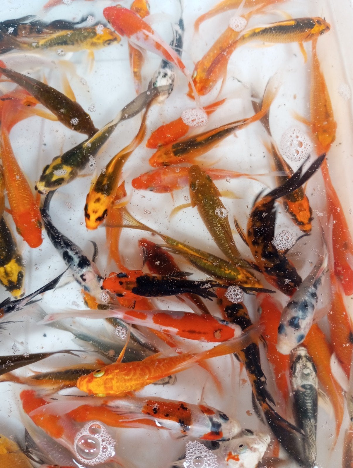 Koi s en vlinders koi 10 cm, Ophalen