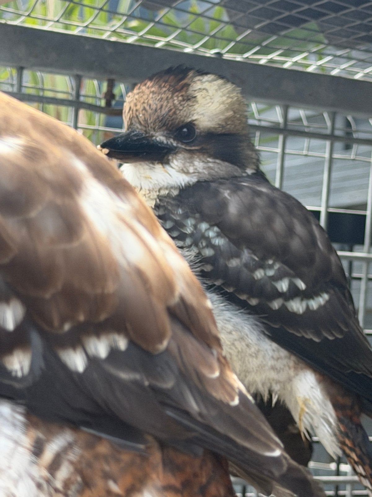 Koppep kookaburra, Dieren en Toebehoren, Meerdere dieren, Roofvogel, Geringd