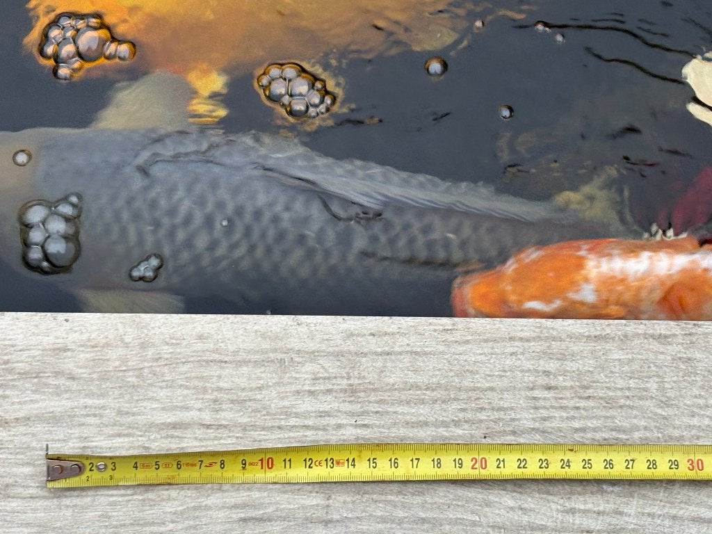 gezonde koi van meer of 30 cm, Karper of Koi
