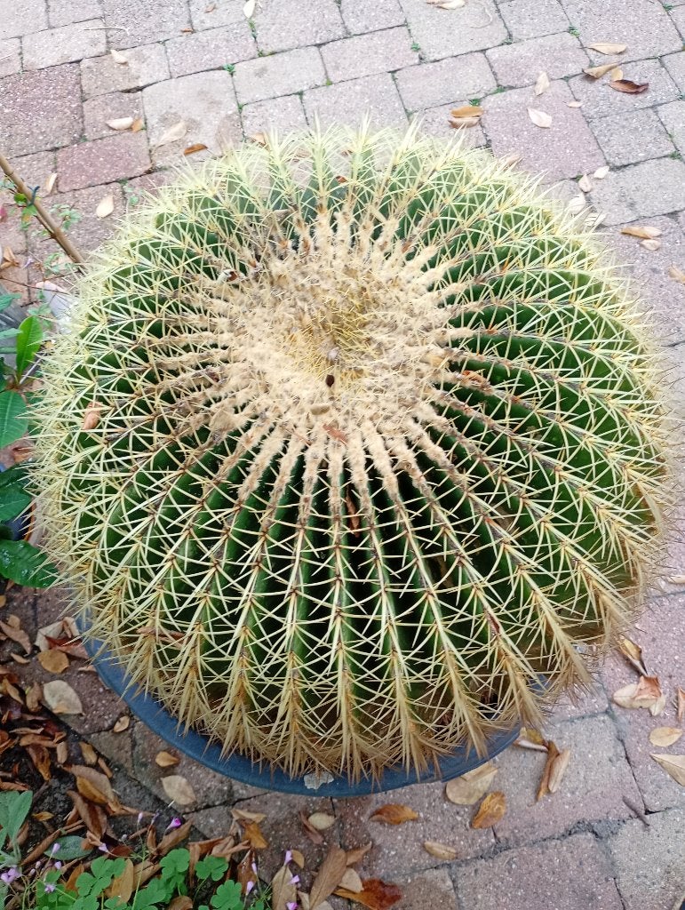 cactus, Ophalen, Cactus