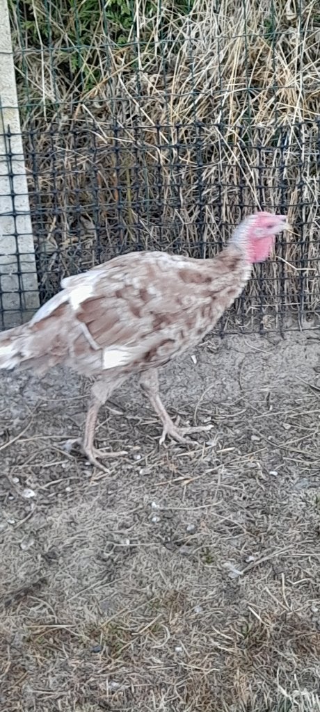 Jonge kalkoen haan, Dieren en Toebehoren, Pluimvee, Mannelijk, Kalkoen
