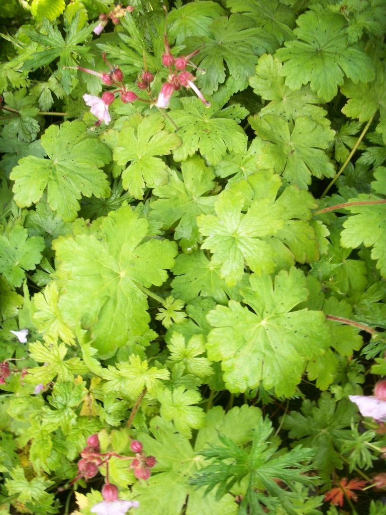 Geranium macrrorhizum 'Ingwersens Variety' en andere, Tuin en Terras, Ophalen, Bodembedekkers, Vaste plant, Halfschaduw