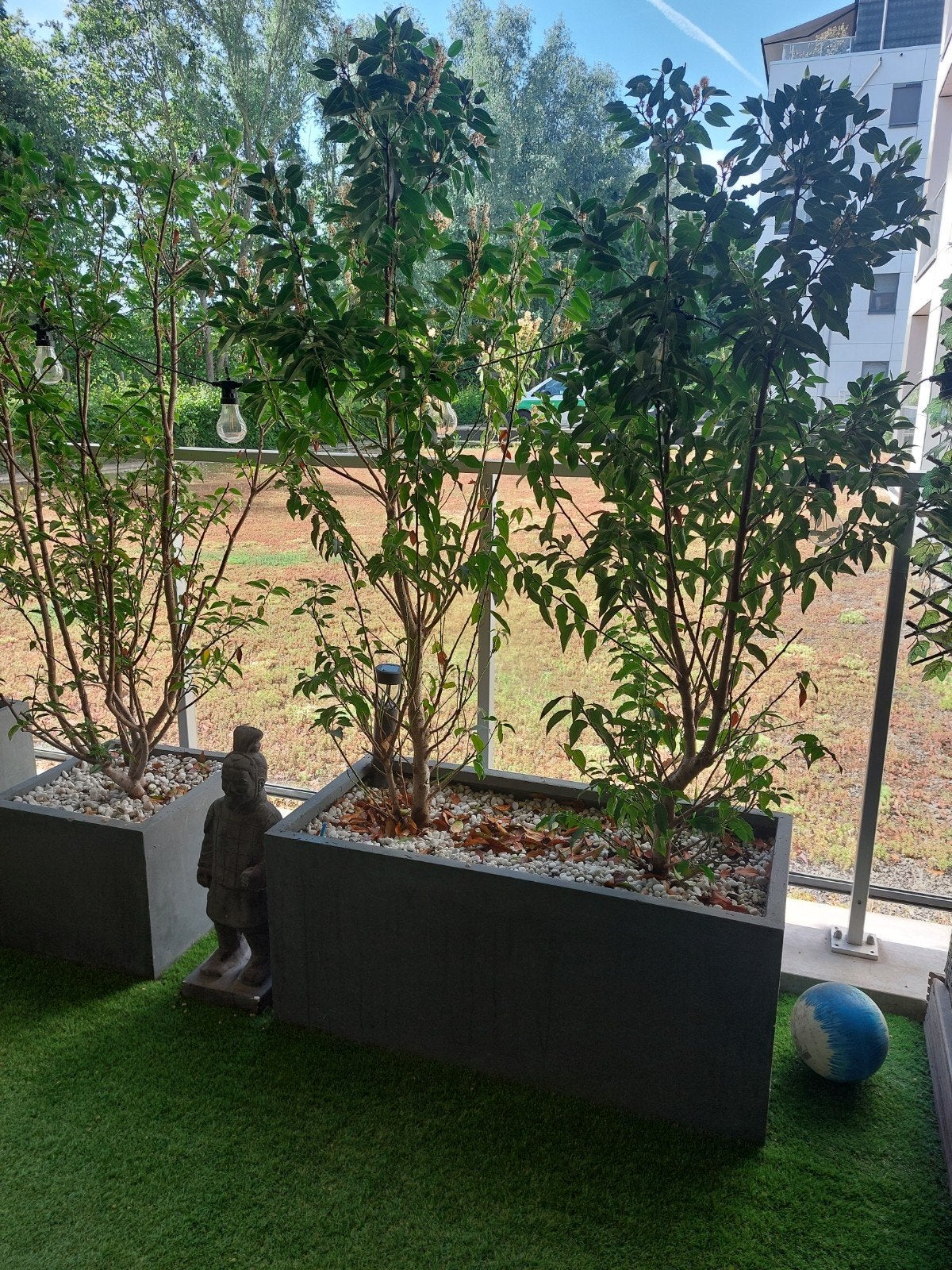 Plantenbak met planten prunus, Ophalen