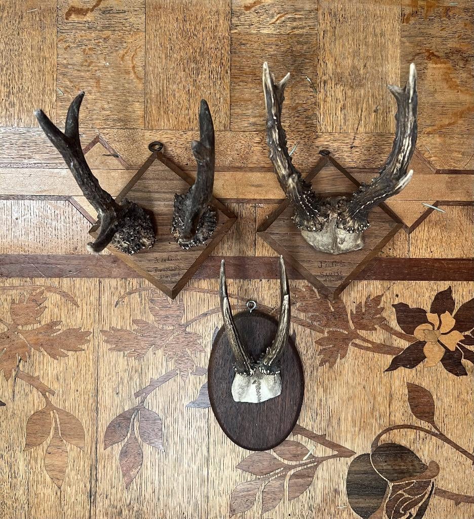 Lot de 3 trophées de chasse anciens (bois de cervidé), Antiquités & Art, Curiosités & Brocante, Enlèvement