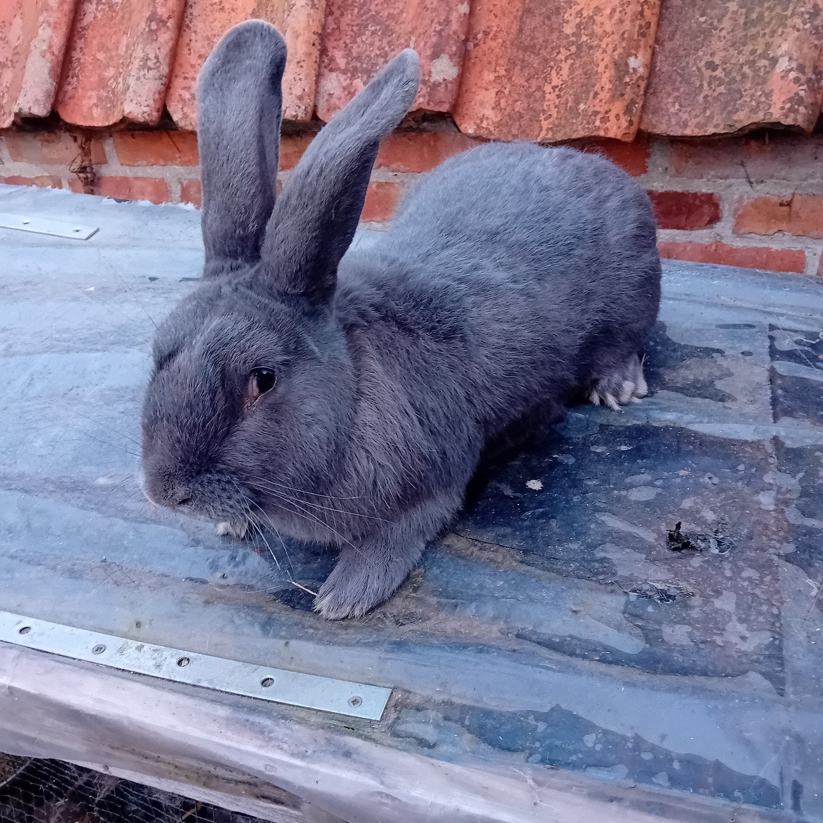 rammelaar Blauw van Ham, Animaux & Accessoires