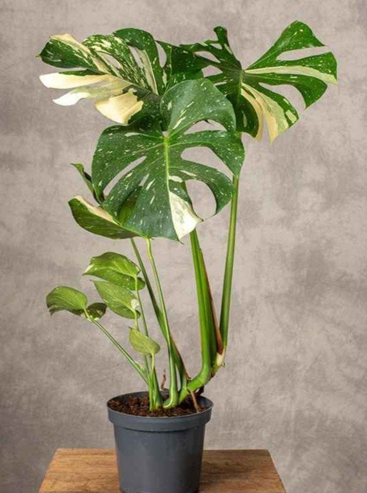 Monstera thai constellation, Maison & Meubles, Enlèvement